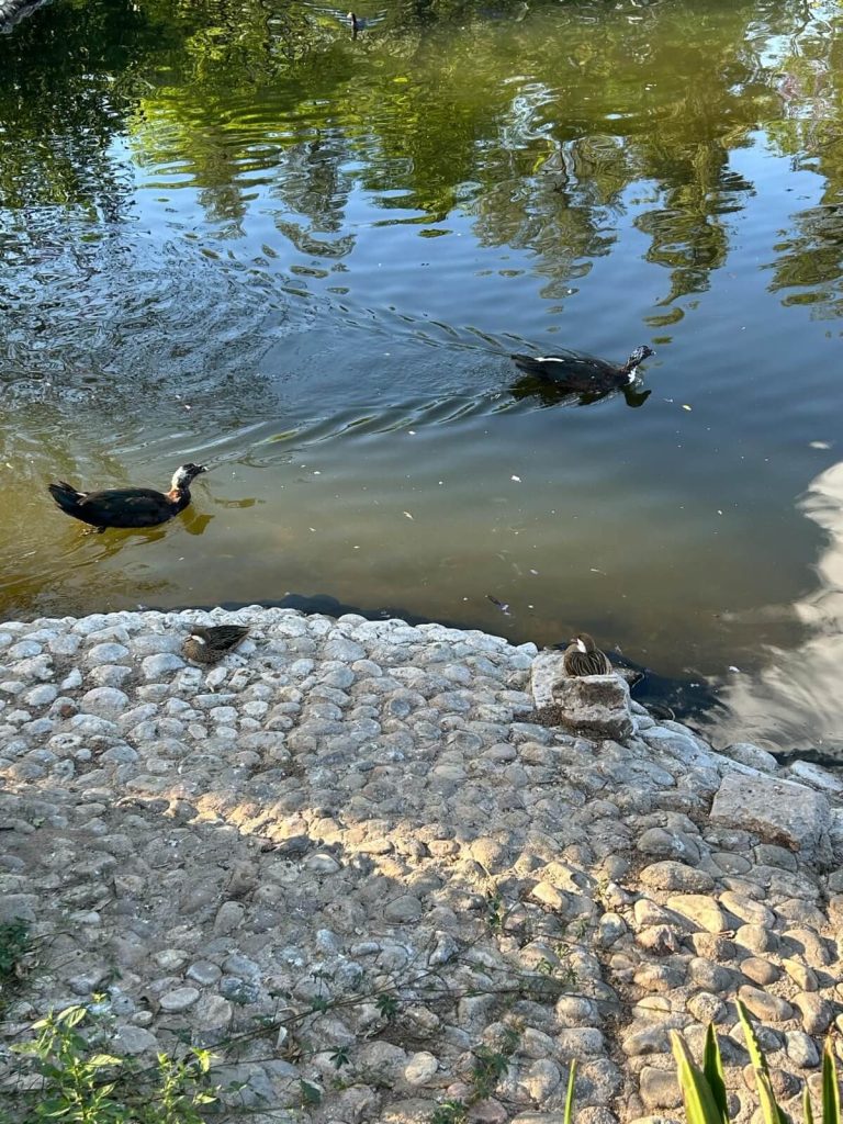 canards dans le Parque Sarmiento à Córdoba