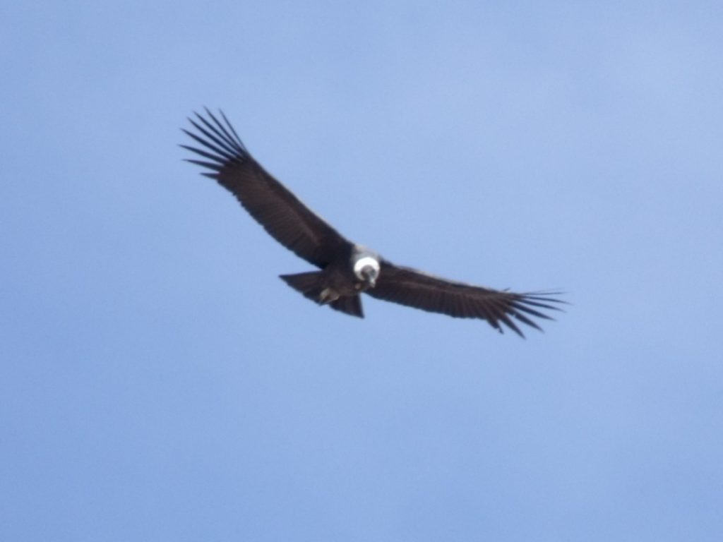 Condor andino, animal emblématique de la Patagonie argentine