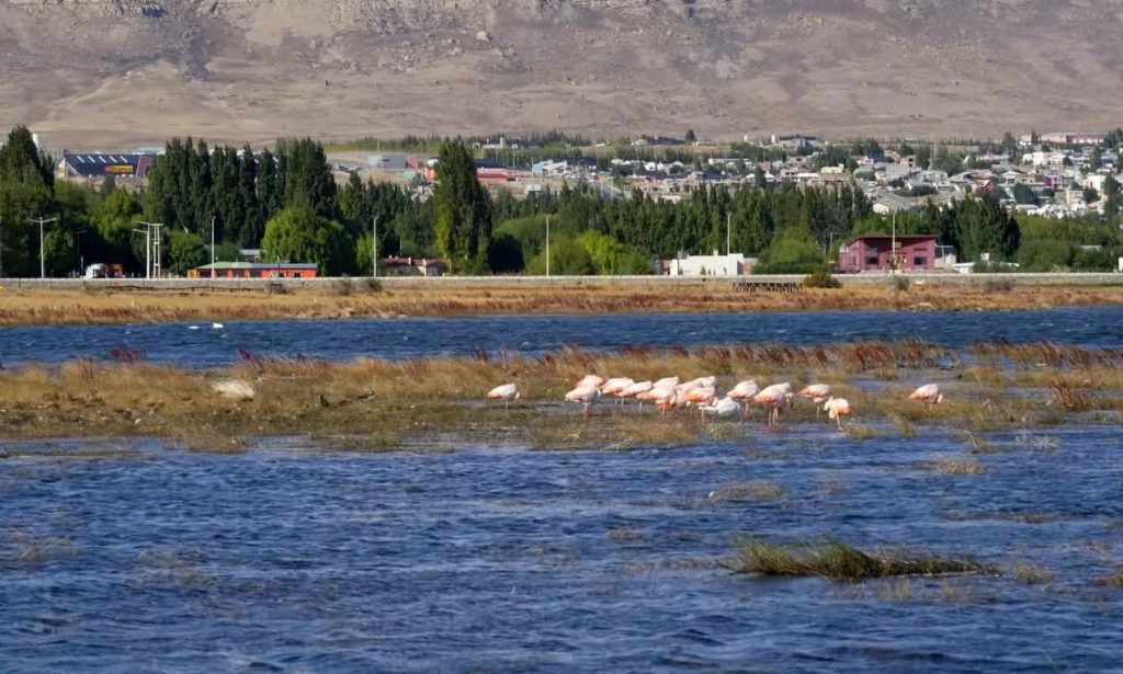 Flamants roses à la Laguna Nimez au nord d'El Calafate en Patagonie Argentine