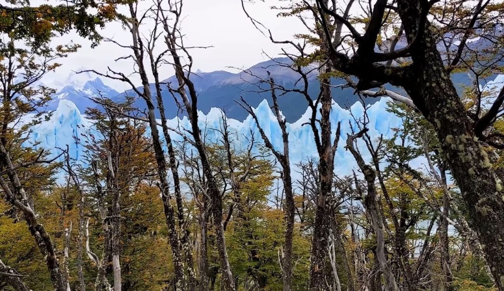 Forêts et glaciers à proximité d'El Calafate en Patagonie Argentine