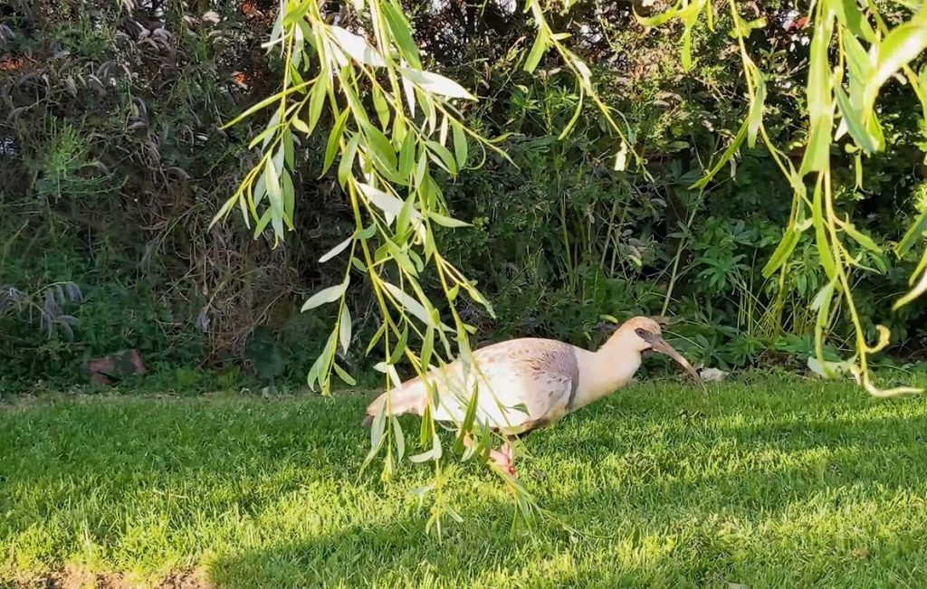 oiseau typique de la flore à proximité d'El Calafate en Patagonie Argentine
