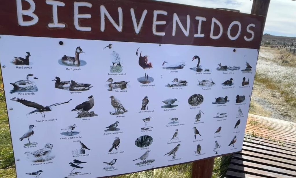 Signalétique présentant les oiseaux pouvant être observée à la Laguna Nimez au nord d'El Calafate en Patagonie Argentine