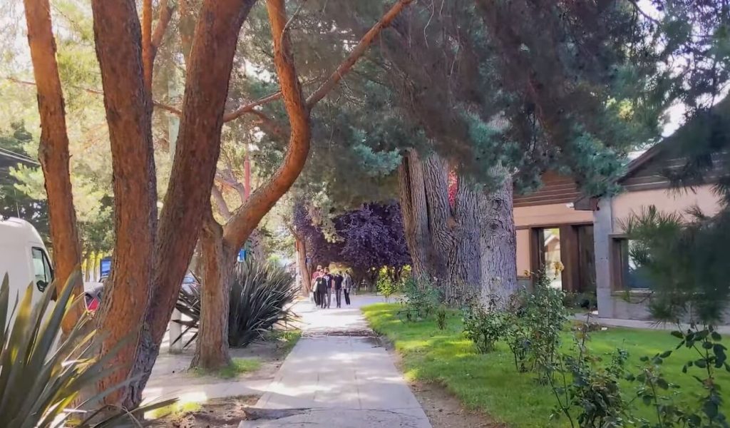 rue d'El Calafate avec arbres typiques