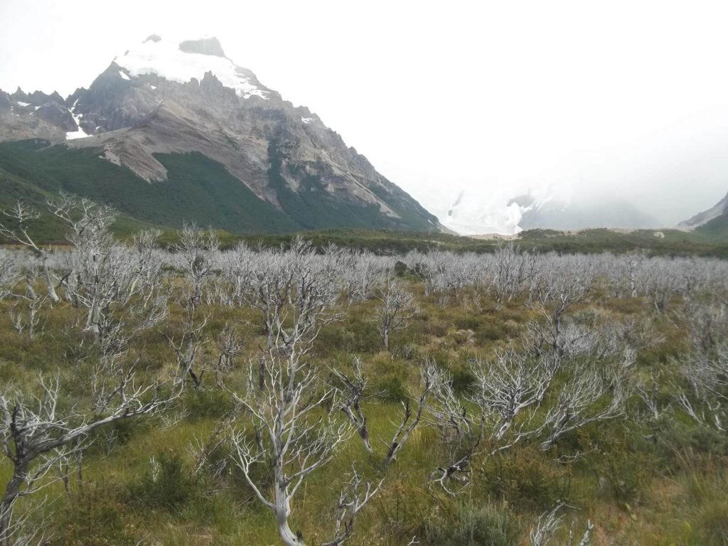vue sur la flore et les paysages typiques d'El Chaltén en Patagonie argentine
