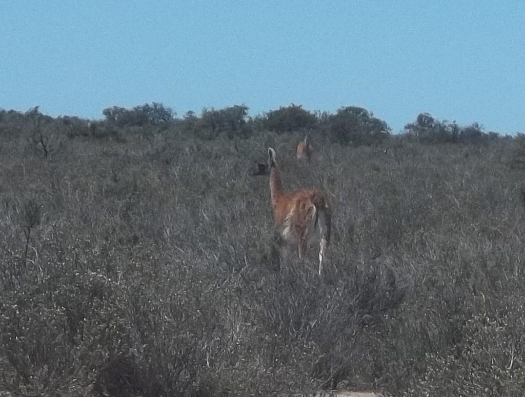 guanaco à la péninsule Valdés à proximité de Puerto Madryn en Argentine