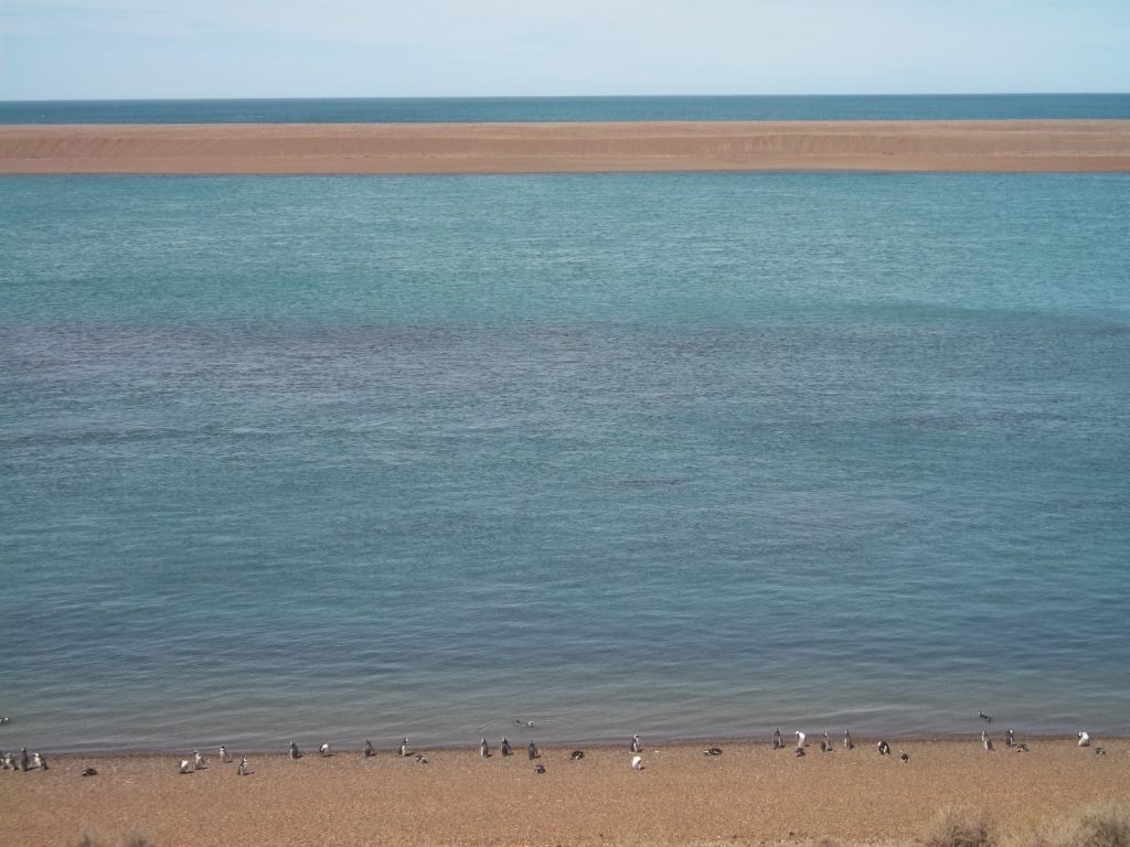 manchots de Magellan sur une plage de la péninsule Valdés à proximité de Puerto Madryn en Argentine