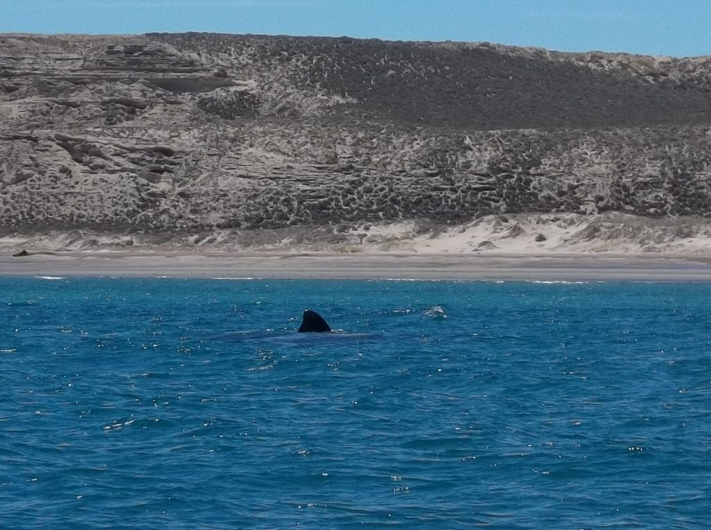 aileron d'une baleine franche australe observée depuis un bateau à proximité de Puerto Piramides en Argentine