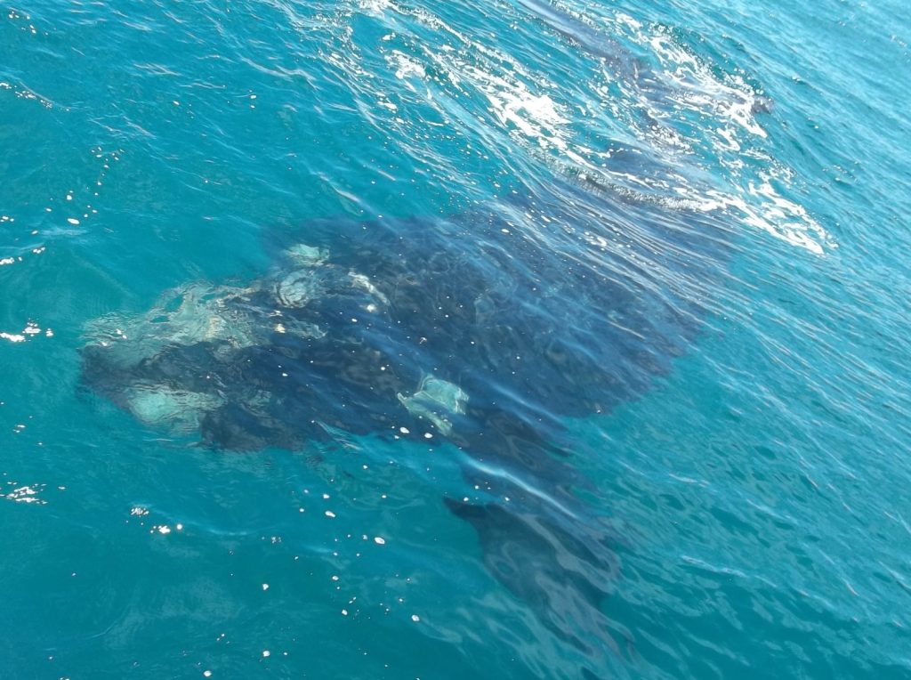 baleineau nageant à proximité d'un bateau à proximité de Puerto Piramides en Argentine