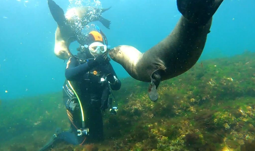 activité de plongée au milieu des lions de mer à Puerto Madryn en Argentine