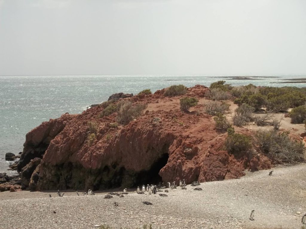 manchots de Magellan à Punta Tombo au sud de Puerto Madryn en Argentine