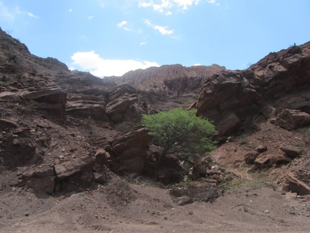 Arbuste poussant au pied des formations rocheuses de la Quebrada de las Conchas en Argentine
