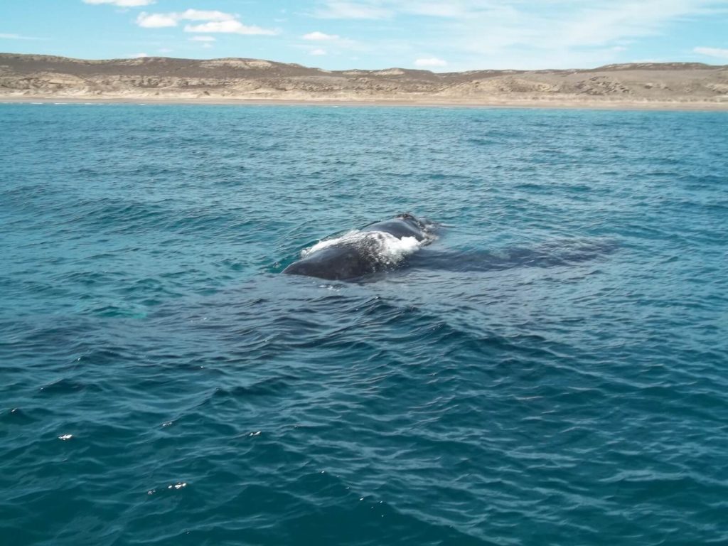 baleine franche australe observée depuis un bateau au large de Puerto Pirámides, unique village de la péninsule Valdés en Argentine