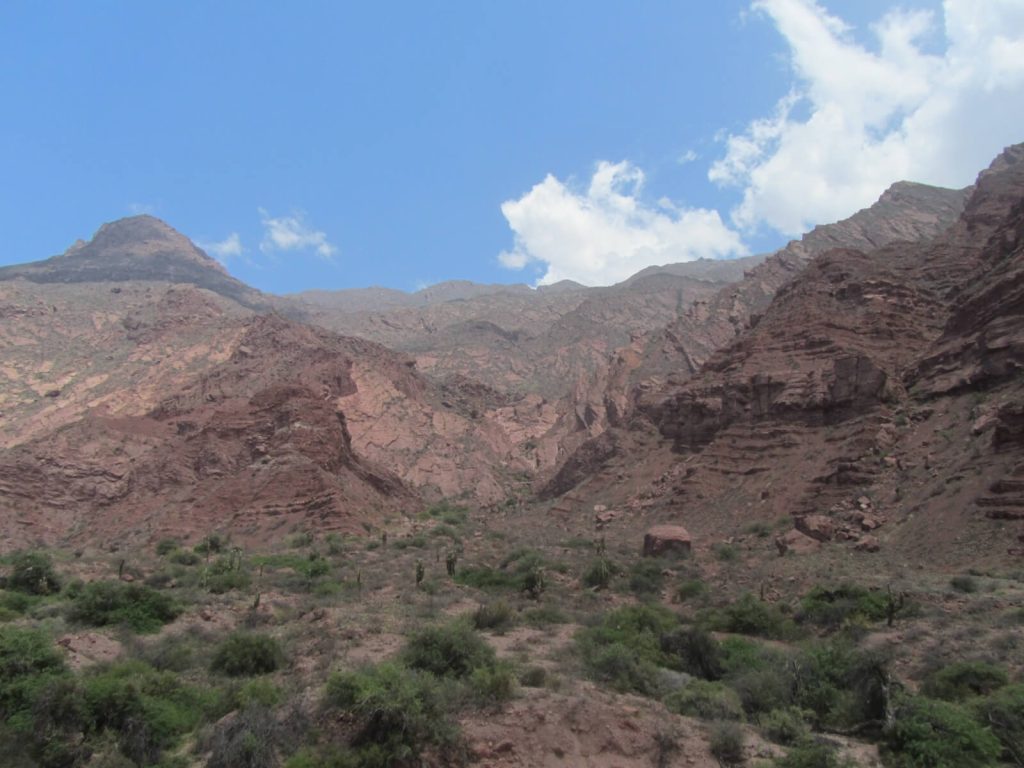 Cactus candélabres, flore caractéristique de la Quebrada de las Conchas en Argentine