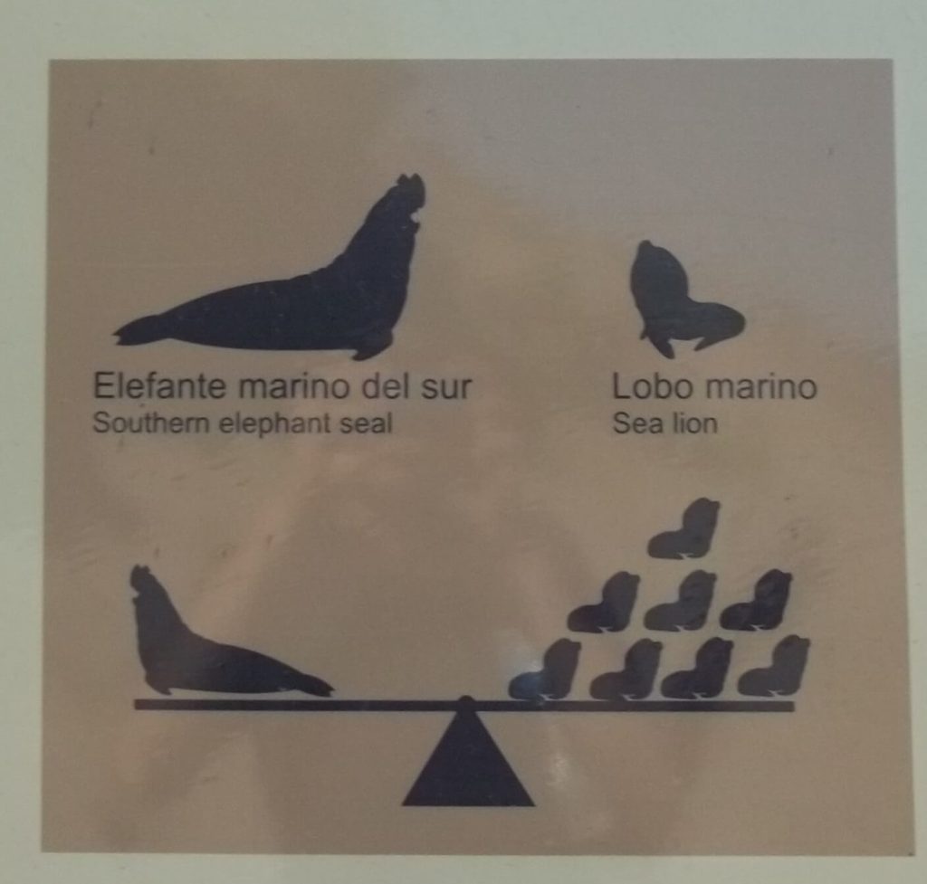 illustration comparant la taille et le poids de l'éléphant de mer et du lion de mer, deux animaux représentatifs de la faune de la péninsule Valdés en Argentine