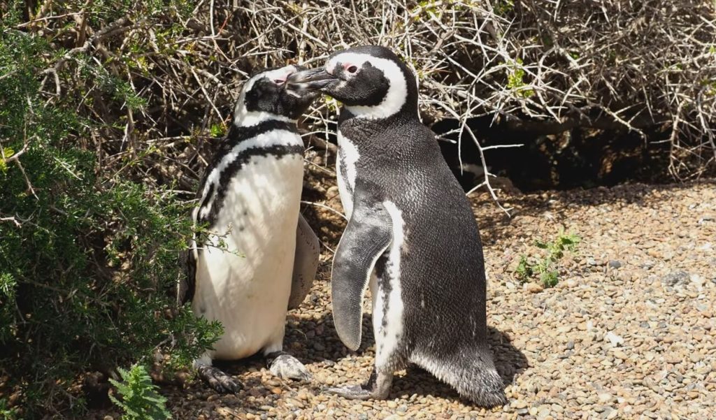 couple de manchots de Magellan sur la péninsule Valdés en Argentine
