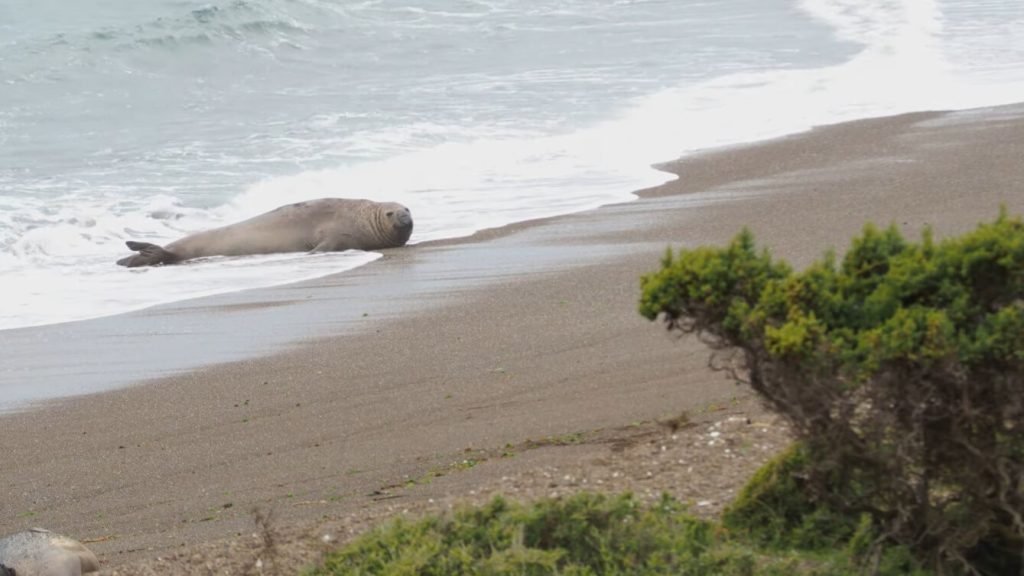 éléphant de mer sur une plage de la péninsule Valdés en Argentine