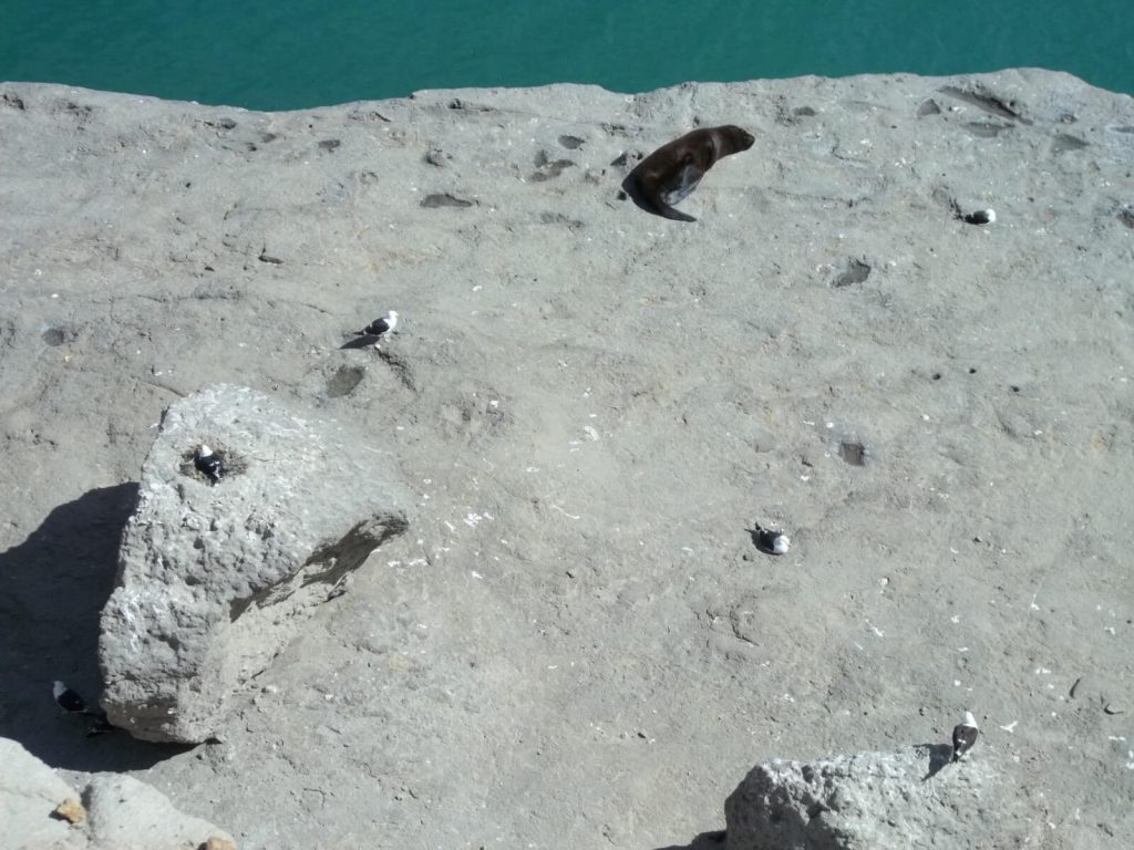 aperçu de la faune variée de la péninsule Valdés en Argentine