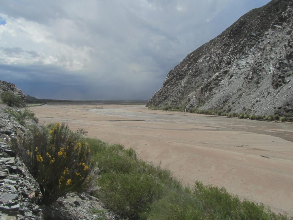 Fleur caractéristique de la Quebrada de las Conchas en Argentine