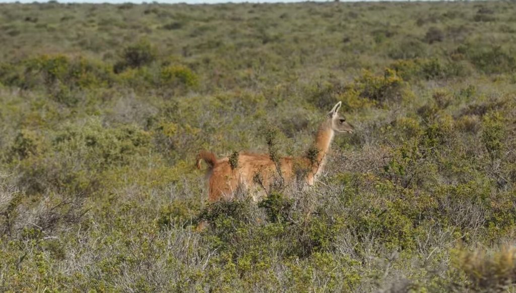 Guanaco au milieu des steppes de la péninsule Valdés en Argentine