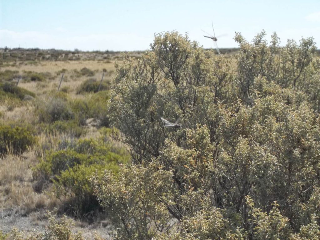 Libellules volant à proximité d'arbustes de la péninsule Valdés en Argentine