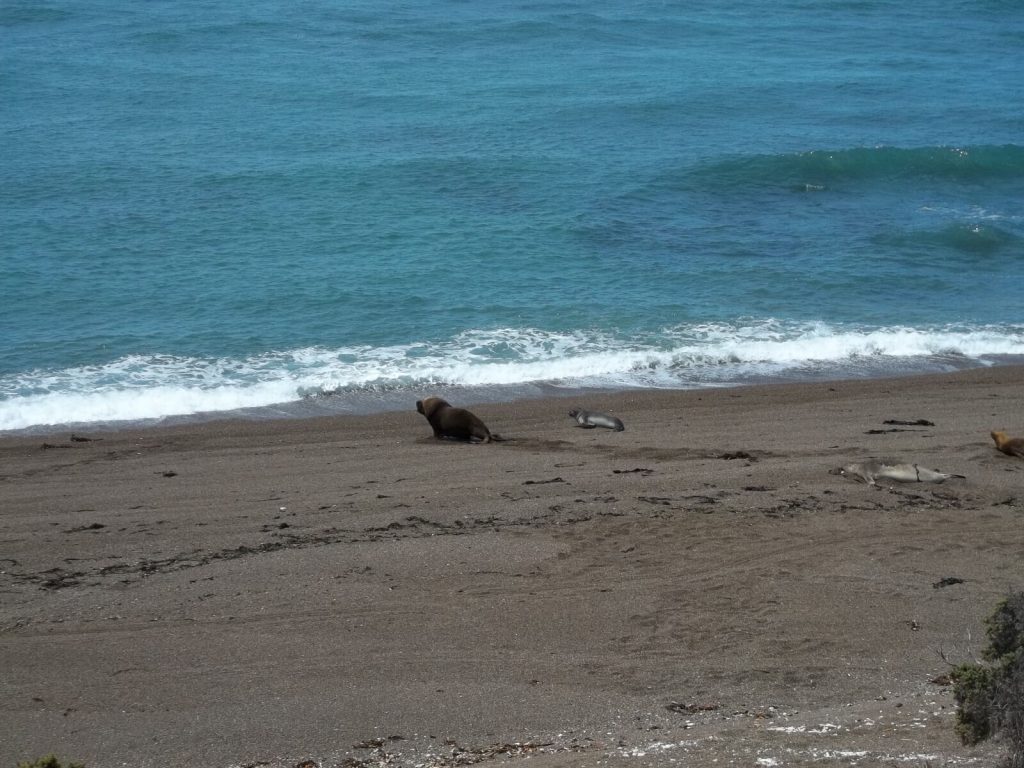 Lions de mer sur une plage de la péninsule Valdés en Argentine