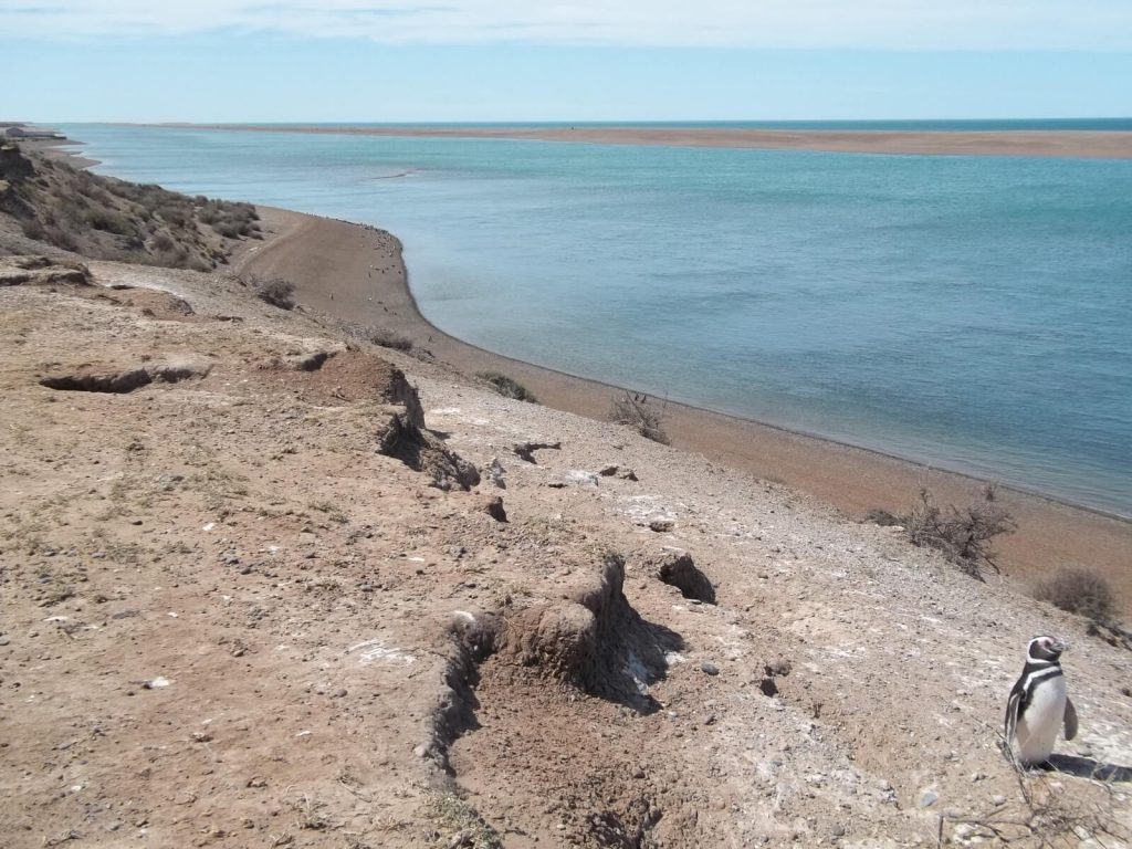 manchot de Magellan sur une falaise de la péninsule Valdés en Argentine