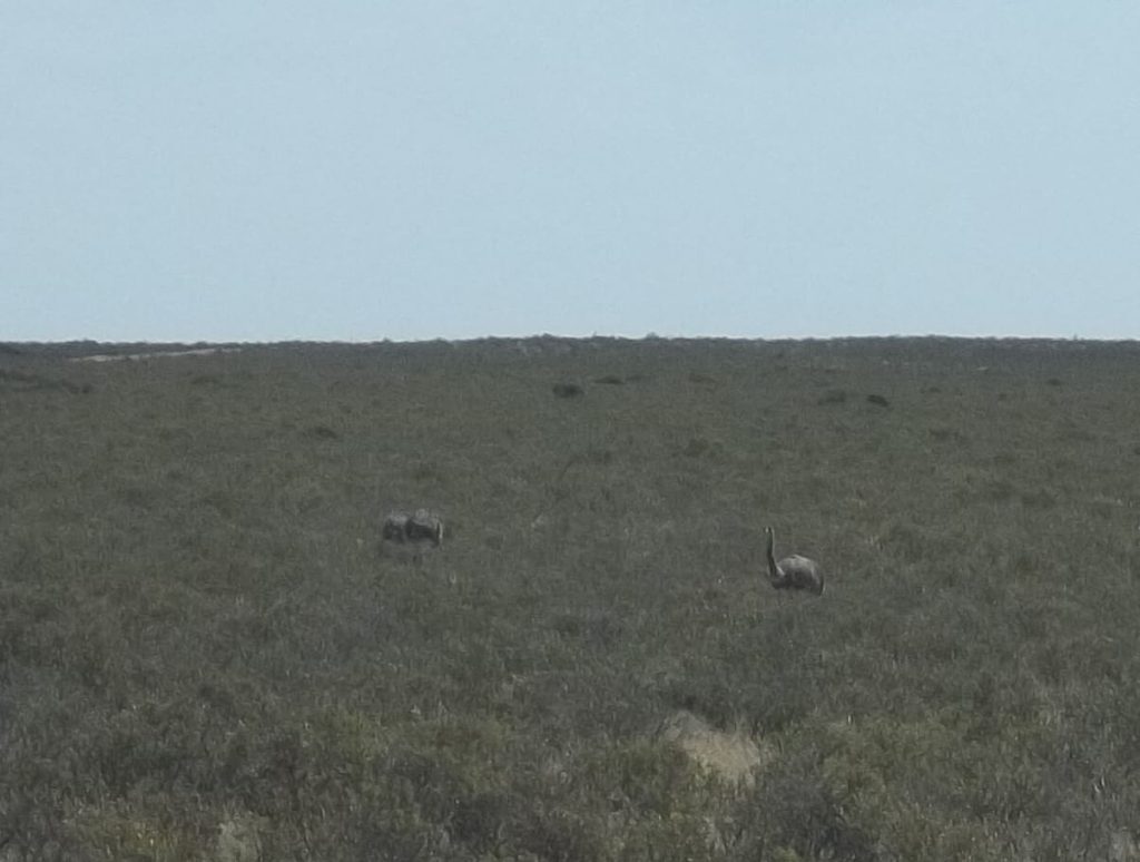 ñandus (sortes d'autruches) en liberté dans les steppes de la péninsule Valdés en Argentine