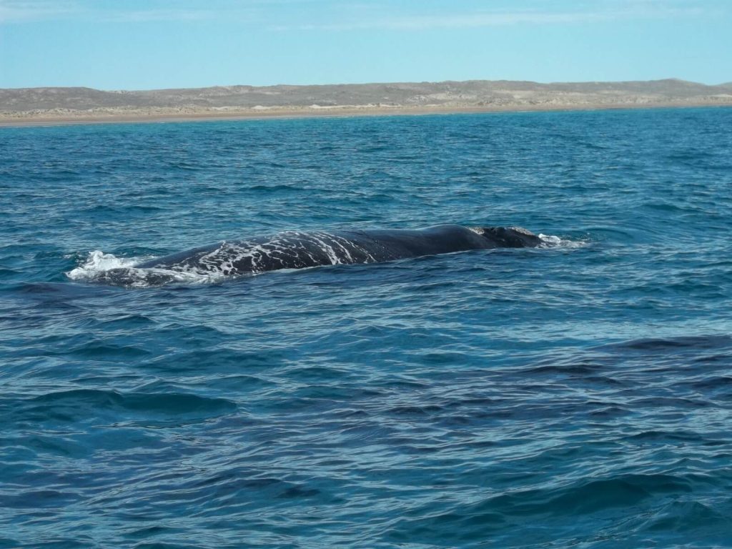 observation d'une baleine franche australe depuis un bateau navigant dans les eaux de la péninsule Valdés en Argentine
