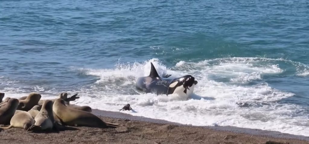 orque pratiquant la technique de chasse dite de l'échouage intentionnel sur la péninsule Valdés en Argentine