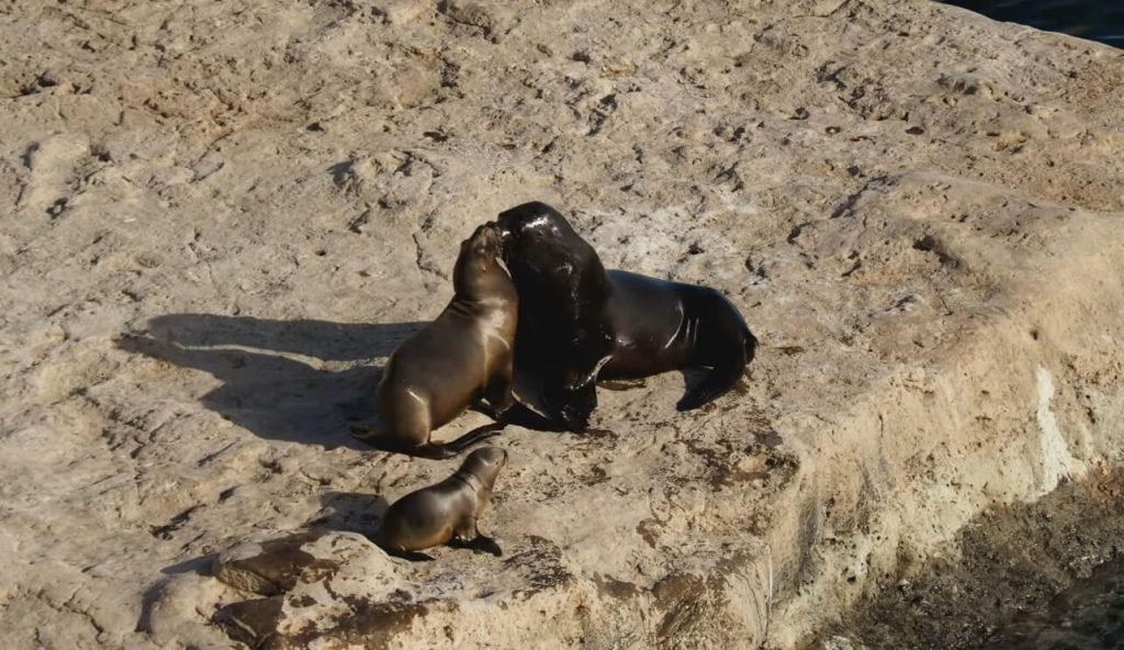 3 lions de mer (également appelés "otaries"), une femelle, un mâle et un jeune, de la péninsule Valdés en Argentine