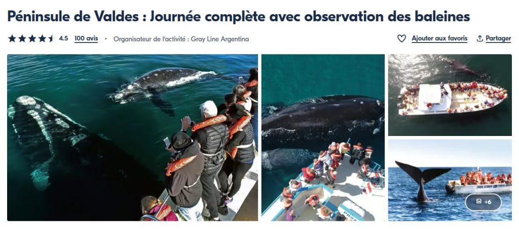 Journée à la Peninsula Valdes incluant l'observation des baleines