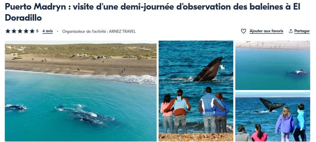 Observation des baleines depuis la page El Doradillo à Puerto Madryn